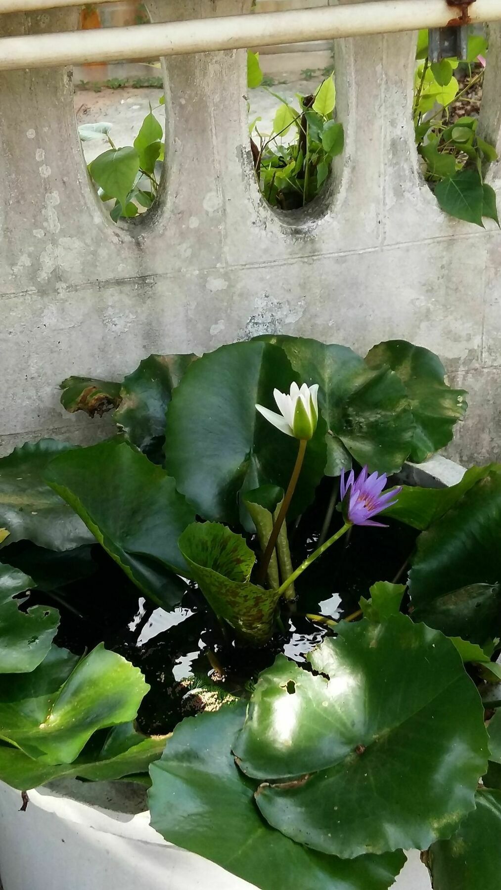 Saver Guesthouse チャウエン エクステリア 写真